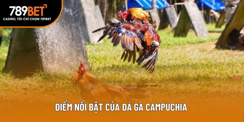 Điểm nổi bật của đá gà Campuchia