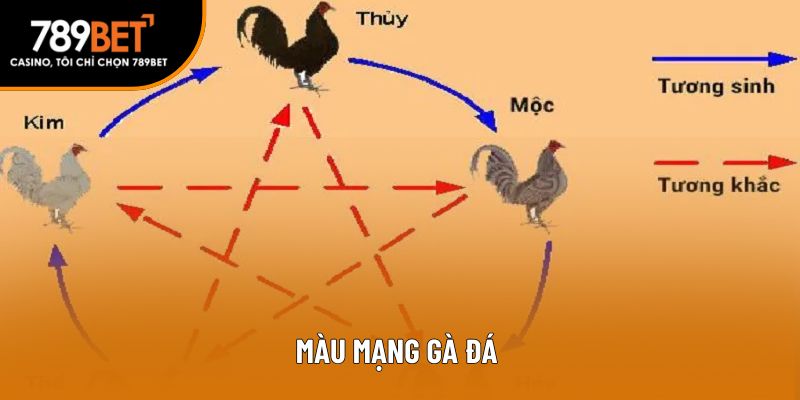 màu mạng gà đá